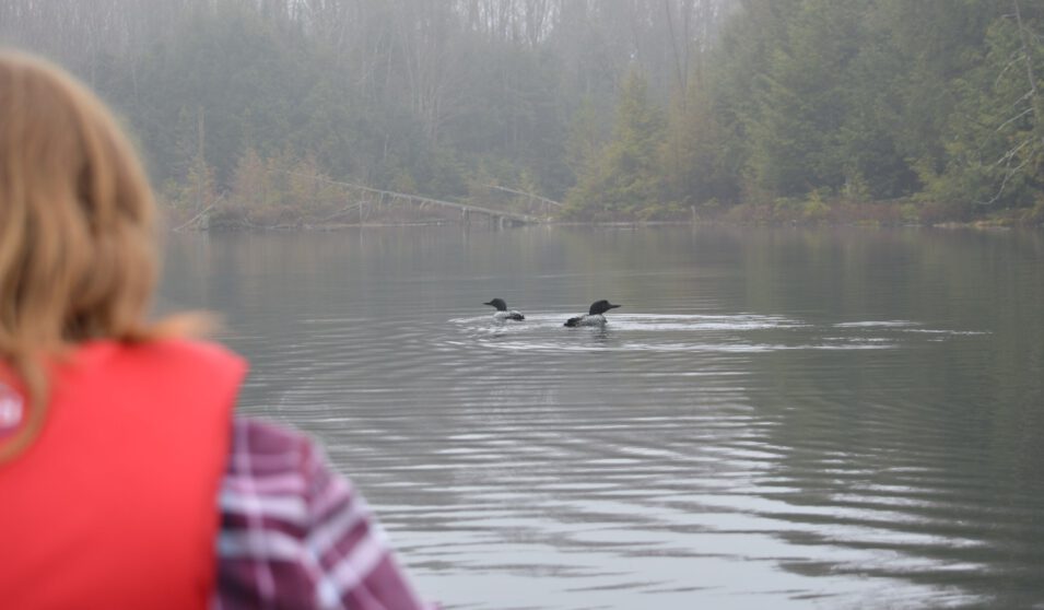 Loons on a lake with canoe