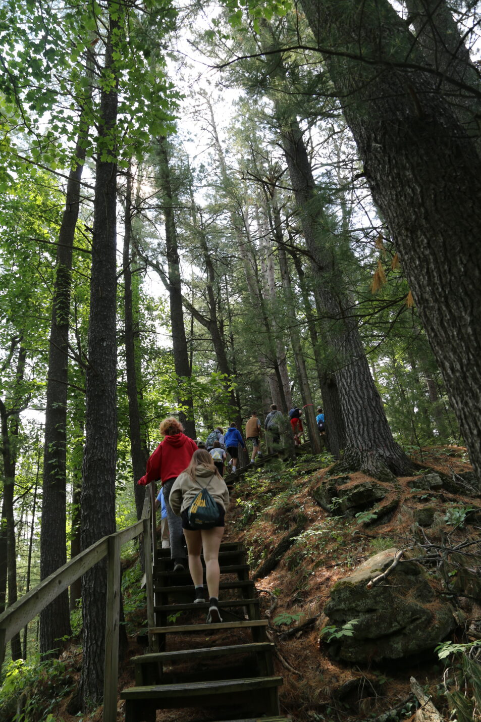 campers walking through forest